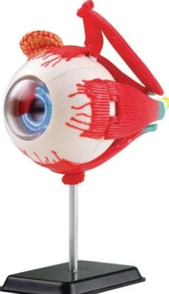 Anatomisk modell Öga 14 cm