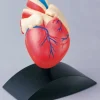 Anatomisk modell Hjärta 1:1