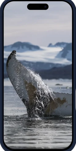 dbramante1928 Greenland Pro - Baksidesskydd för mobiltelefon