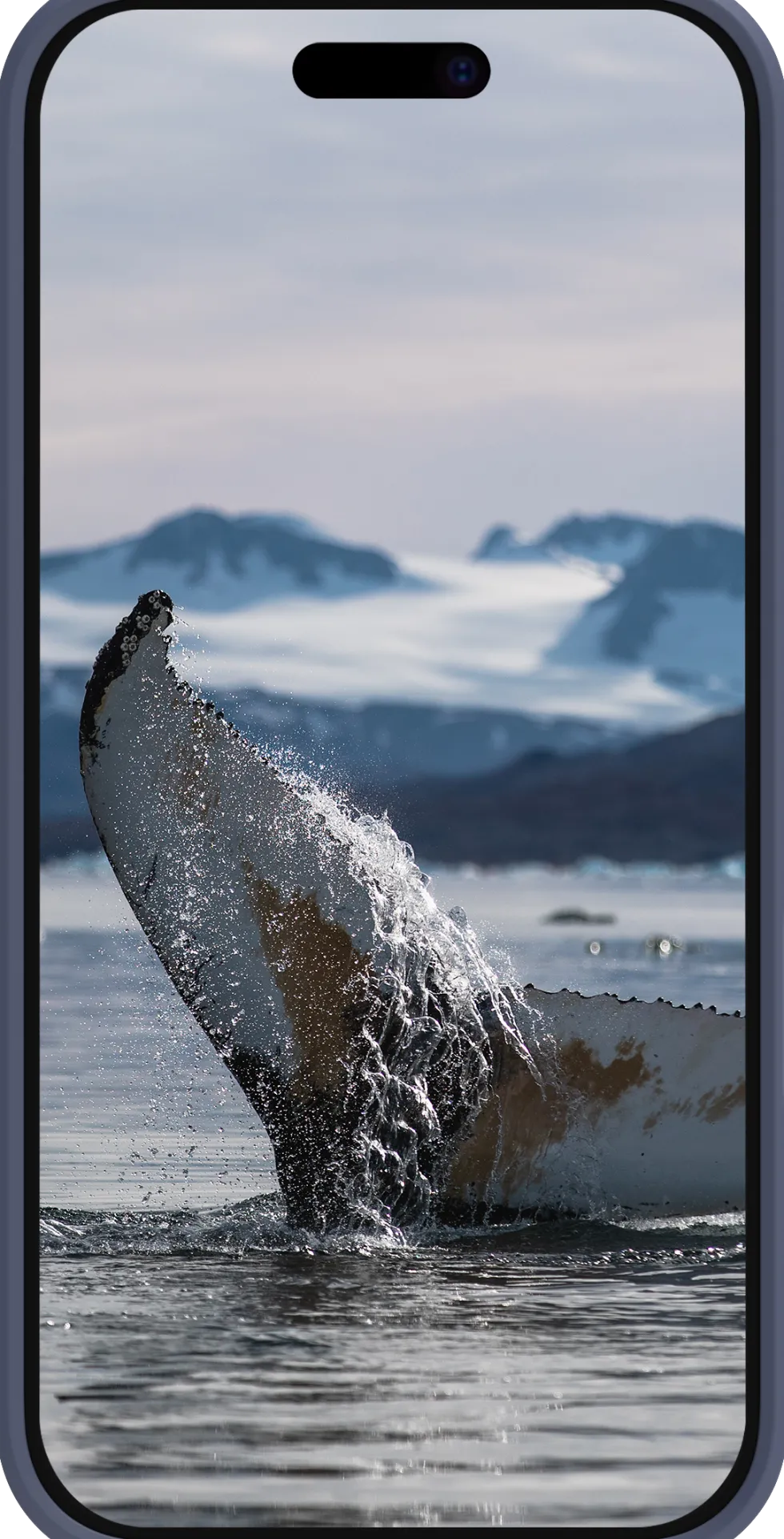 Greenland - iPhone 16 Pro - Pacific Blue