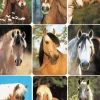 Herma stickers Decor hästar (3)