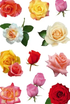 Herma stickers Decor rosor (3)