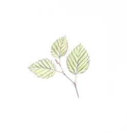 Tombow pencil Irojiten autumn leaf