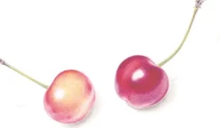 Tombow pencil Irojiten rose pink