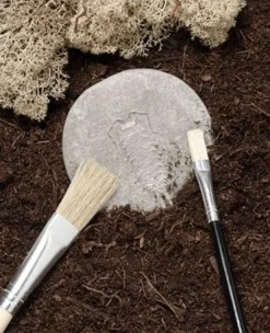 Undersök insekter av sten 8/fp