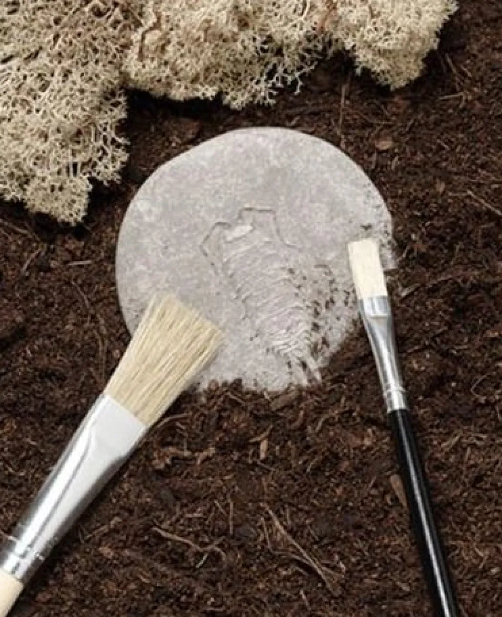Undersök insekter av sten 8/fp
