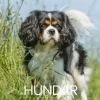 Väggkalender Stora Hundkalendern 2027