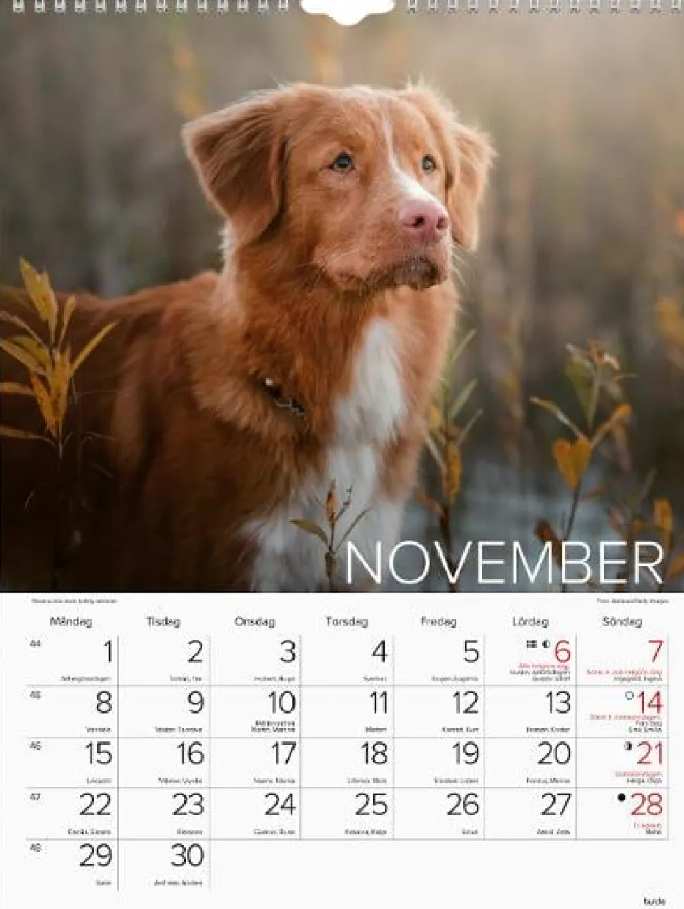 Väggkalender Stora Hundkalendern 2027