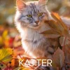 Väggkalender Stora Kattkalendern 2027